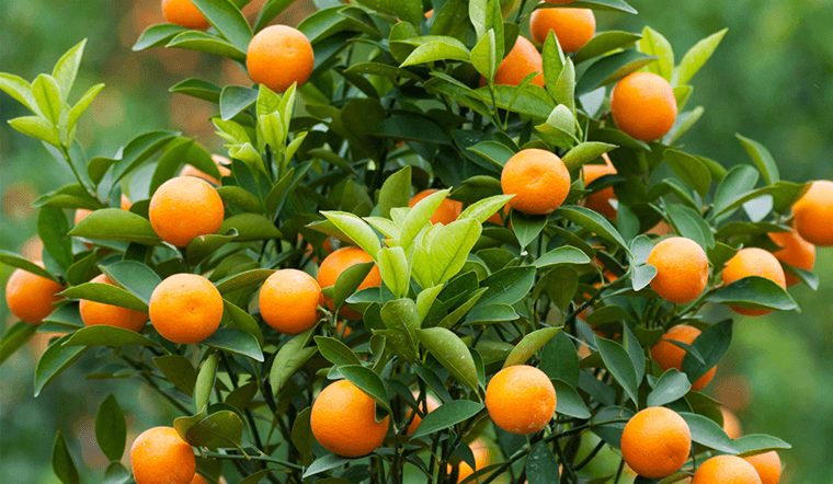 Danh sách Top Việt Nam