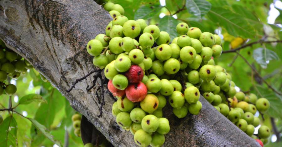 Danh sách Top Việt Nam