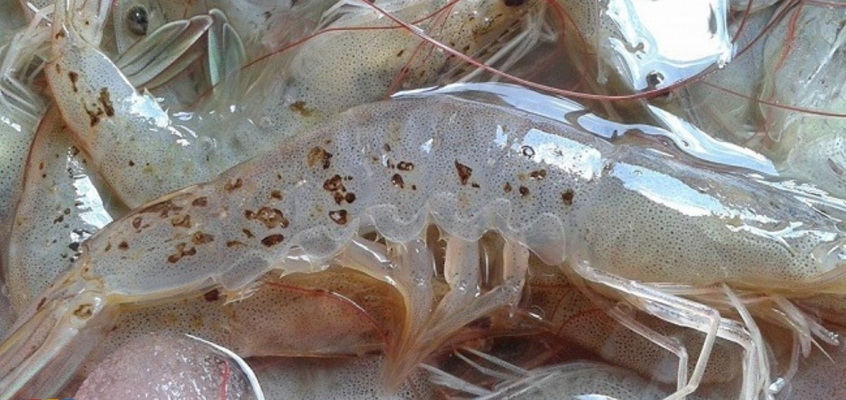 Danh sách Top Việt Nam